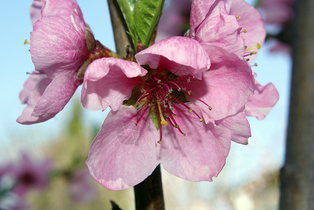桃花阳光太阳投标粉色晴天宏观花园水果花束背景图片
