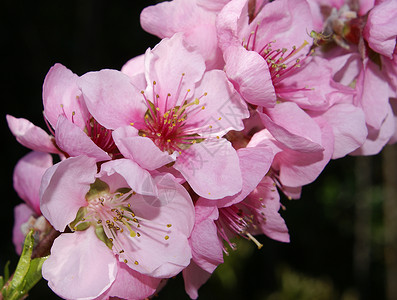 桃花晴天花束花园宏观太阳粉色水果阳光投标背景图片