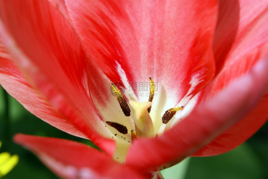 红色郁金图白色棕色金子花束植物学花园郁金香宏观花瓣图片