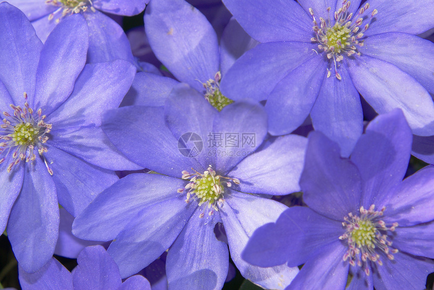 紫春花地面花园季节性树叶紫色宏观草地季节灯泡植物图片