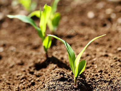 青青玉米作物收成生长土地叶子植物农业环境绿色谷物背景图片