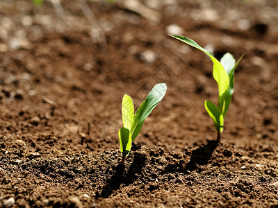 青青玉米作物场地生长食物培育土壤植物土地农场农村地球背景图片