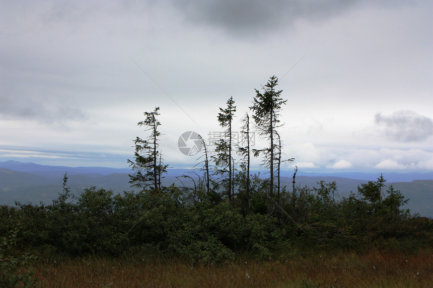 静静的山林风景 天气恶劣的风景松树高原苔藓沼泽天空山脉荒野树木高地小路图片