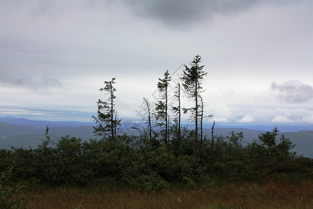 静静的山林风景 天气恶劣的风景松树高原苔藓沼泽天空山脉荒野树木高地小路背景图片