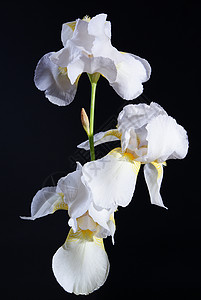 虹白色花瓣植物黑色花序背景图片
