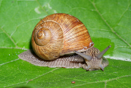 蜗牛宏观植物绿色鼻涕虫叶子背景图片