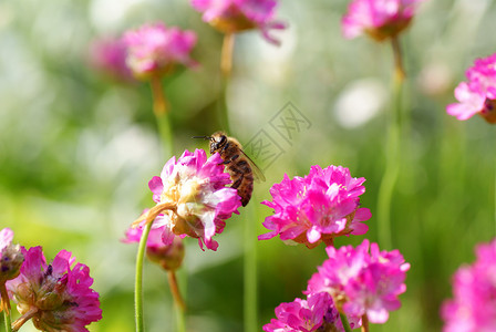 蜜蜂昆虫花园宏观绿色植物背景图片