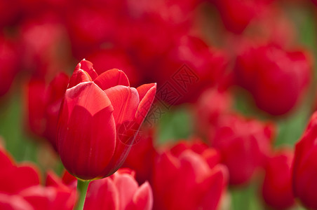 春天的多彩郁金香花花园植物幸福公园喜悦背景图片