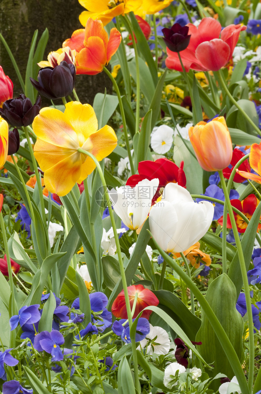 春天的多彩郁金香花植物喜悦花园幸福公园图片