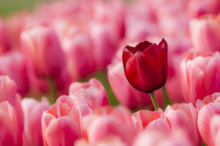 春天的多彩郁金香花喜悦公园植物幸福花园背景图片