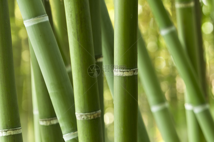 绿竹林的特写丛林风水管道花园活力热带森林生物健康竹子图片