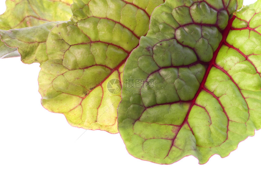 红色沙德孤立植物学草本草本植物烹饪宏观生产香味香气食物草药图片