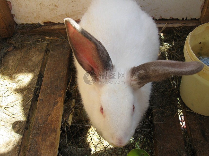 兔子兔毛皮居住荒野野生动物动物耳朵爪子生物农场哺乳动物图片