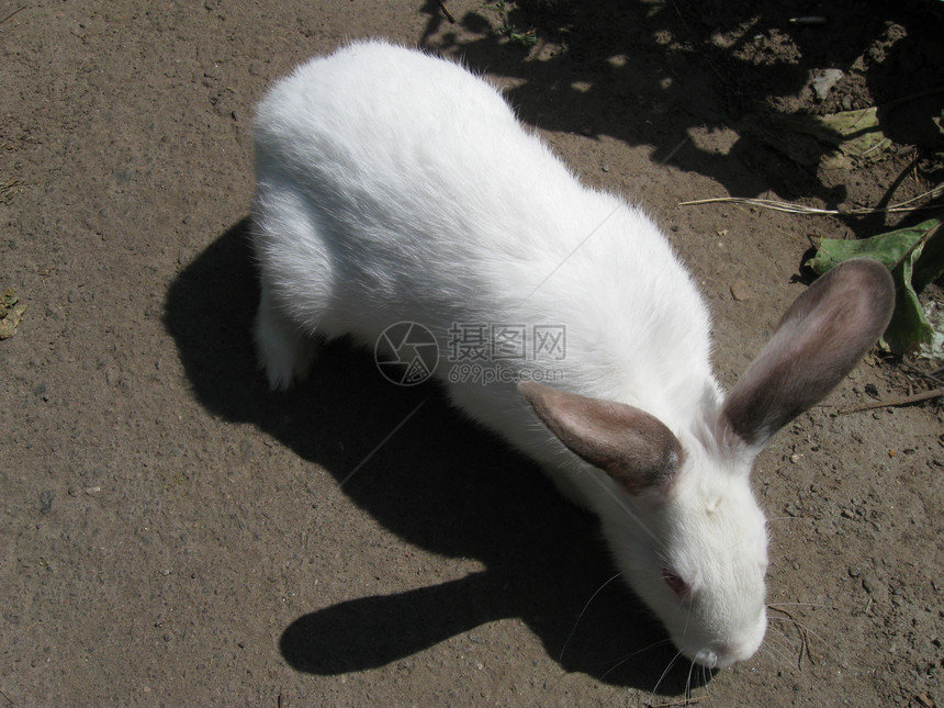 兔子兔新生农场尾巴小狗荒野家畜毛皮动物爪子投标图片