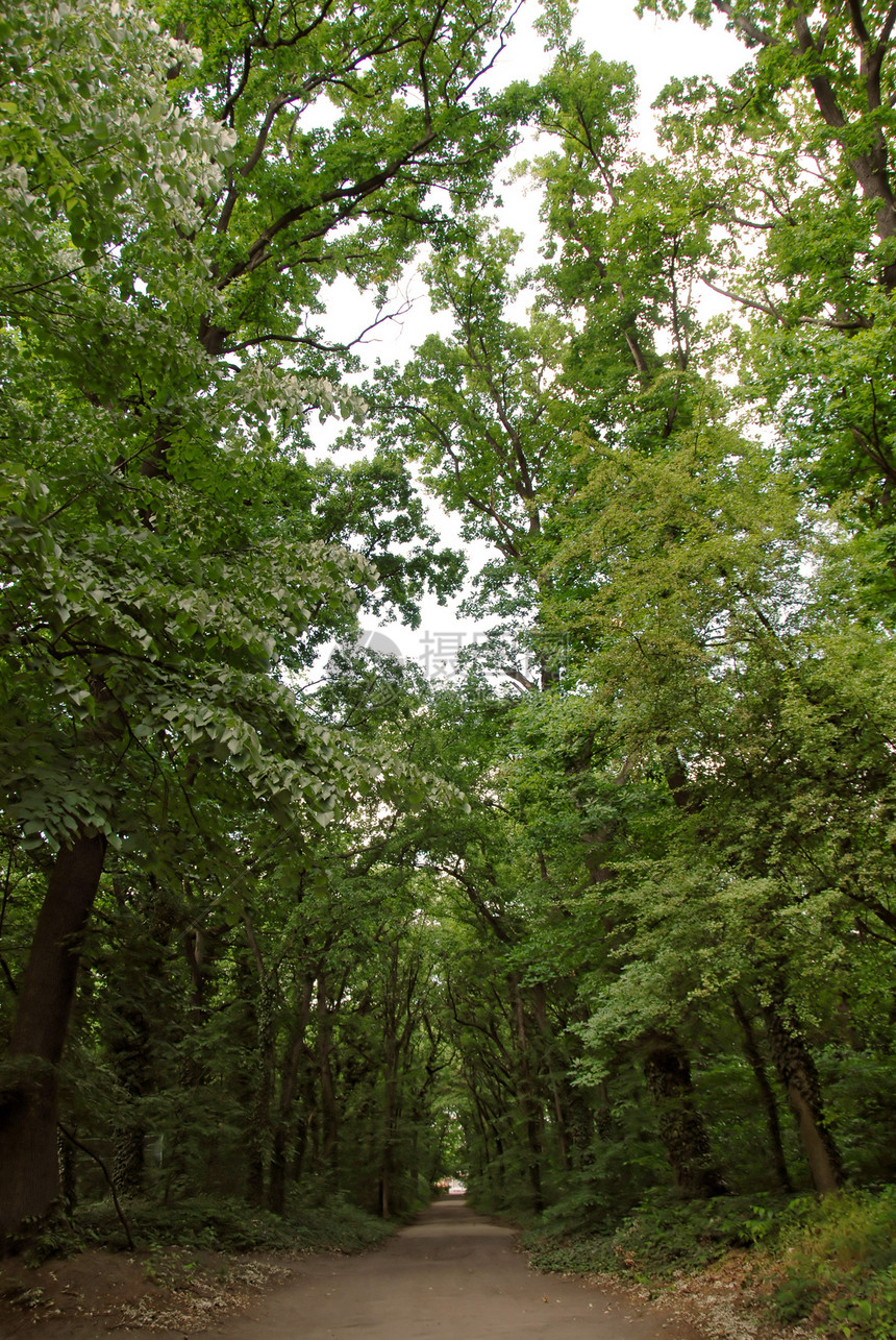 公园路径植物学植物群长廊漫谈树木森林休息树干树叶环境图片