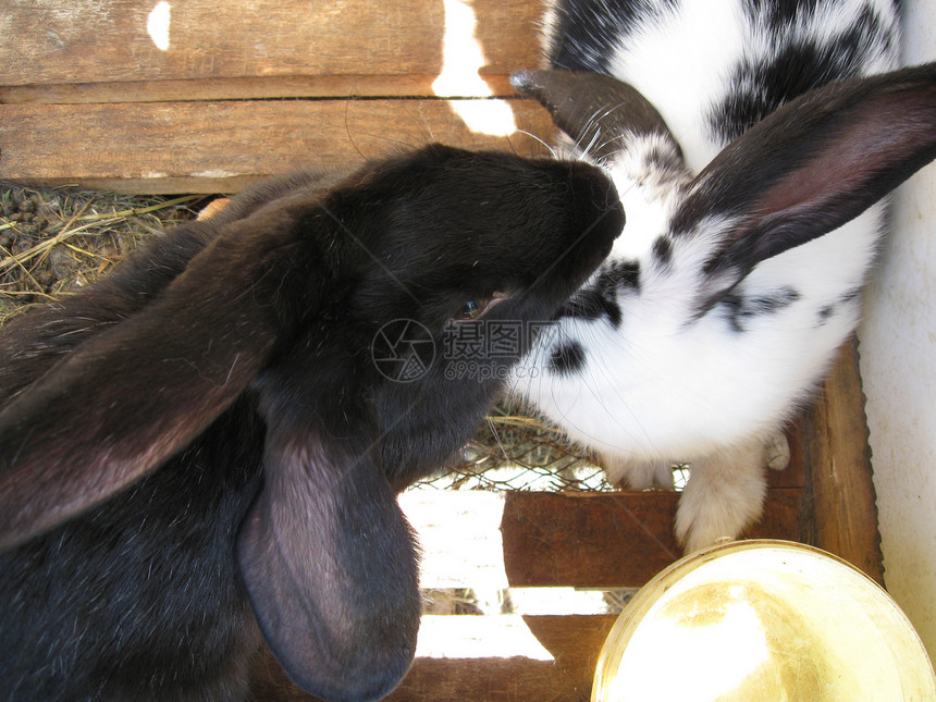 兔子兔尾巴新生哺乳动物兔形目家畜宠物荒野农场说谎投标图片