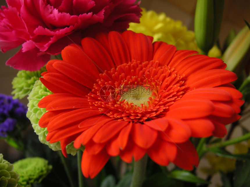 红色发热器植物群花束橙子花瓣花园雏菊植物宏观色彩图片