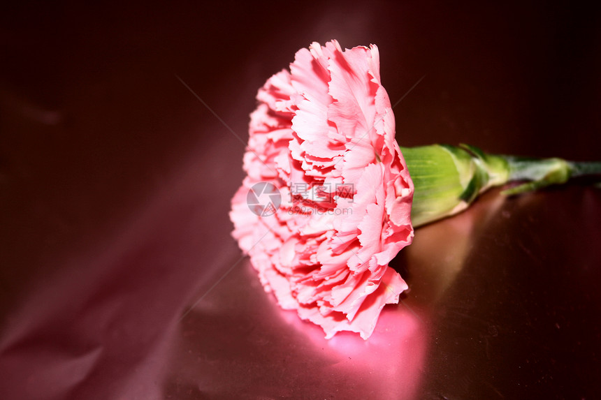 送花礼物花瓣庆典玫瑰约会空间花束情人纪念日卡片红色图片