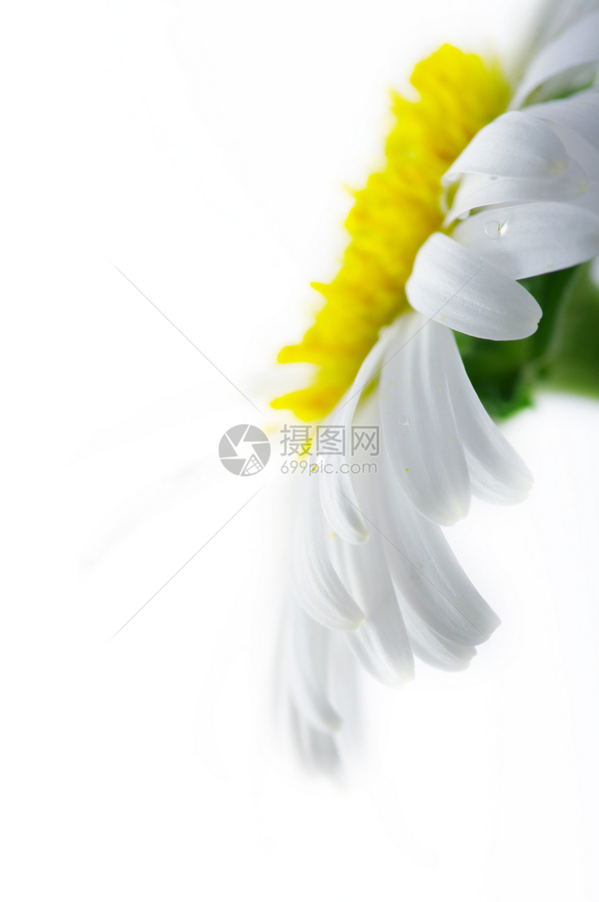 在白色背景下紧贴近白卡米花朵图片