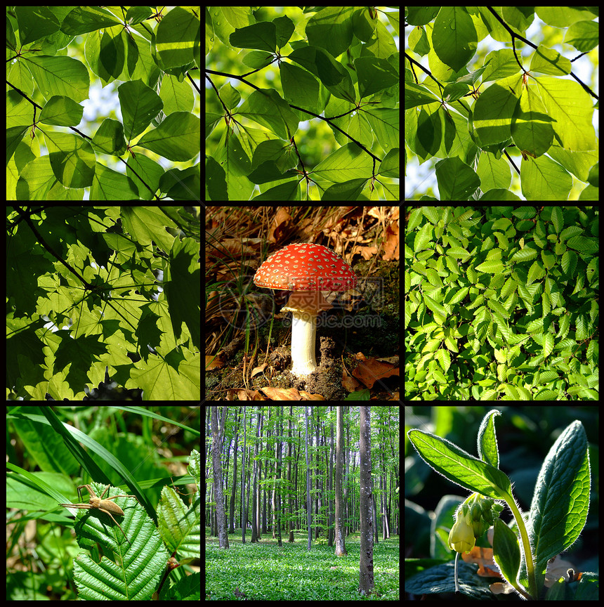 带蘑菇的春季和夏季森林详情毒蝇黄栌叶子宏观状况生物生长树木环境树叶图片
