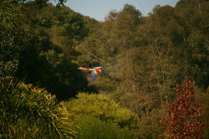 自由飞行的红心鹦鹉图片