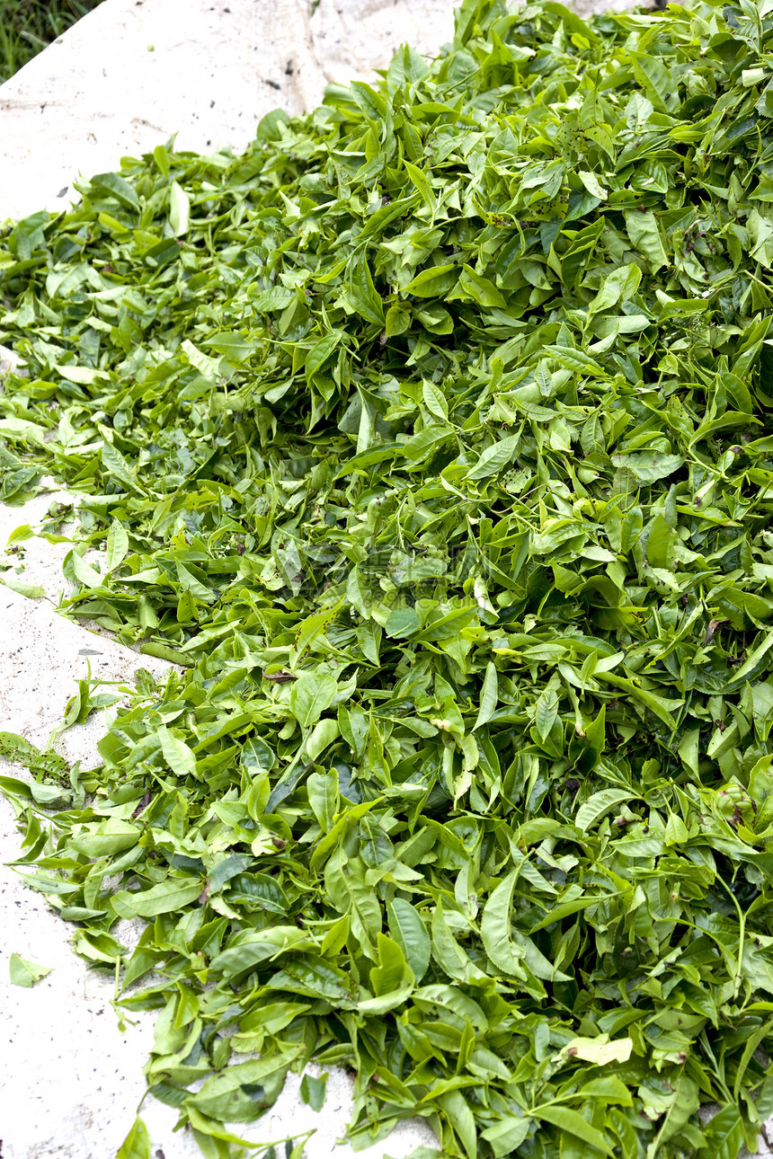 新鲜收获的茶叶假期庄园草本植物食物植物草药农业饮料高地绿色种植园图片