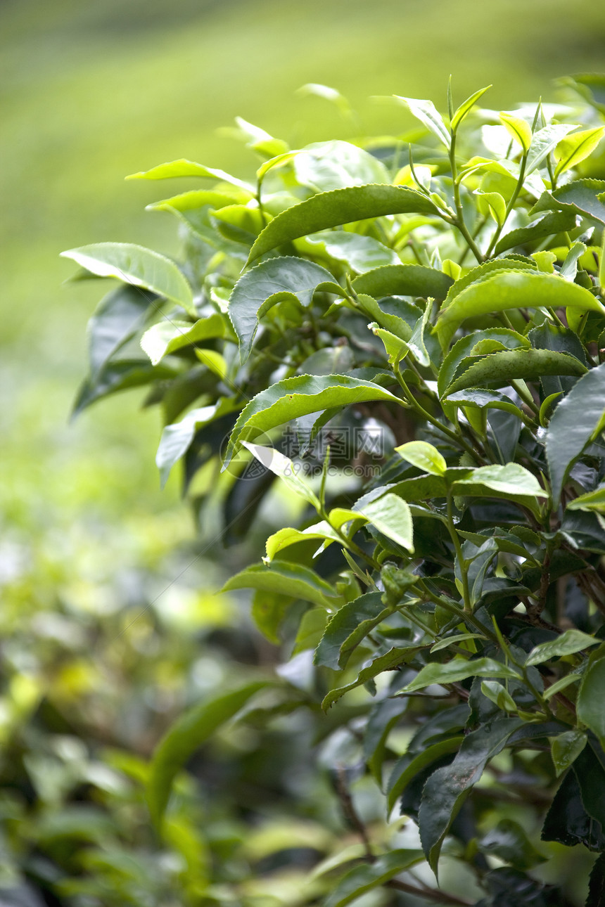 不断增长的茶叶假期食物庄园农业植物热带财产叶子草本植物草药绿色图片