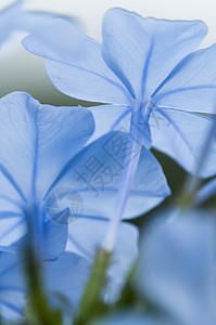 蓝花在后面的光亮中背景图片