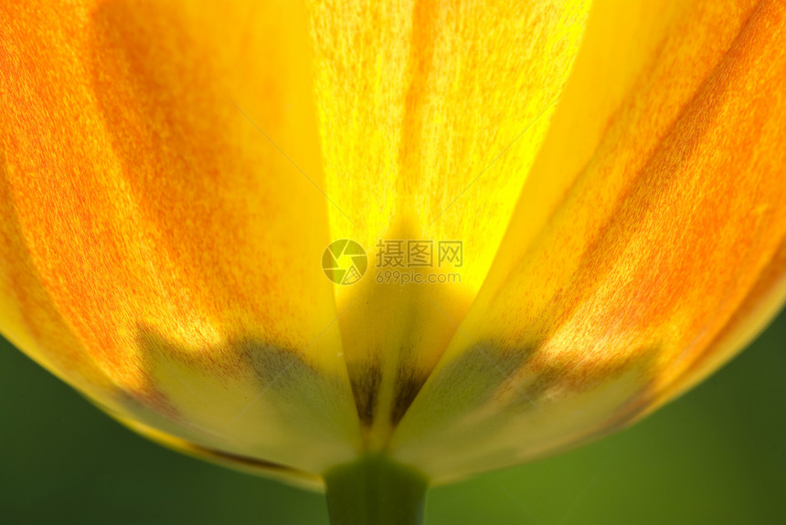 春月一朵郁金花的缝合摄影结构宏观郁金香植被区系叶子美术微距花瓣图片