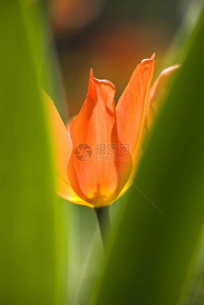 春月一朵郁金花的缝合栖息地微距郁金香宏观叶子摄影结构植被厂房花瓣图片