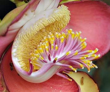 特写热带花朵的活塞和丝饰植物背景图片