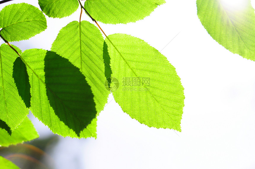 树叶边界天空宏观公园问候语墙纸背景枝条生态框架图片