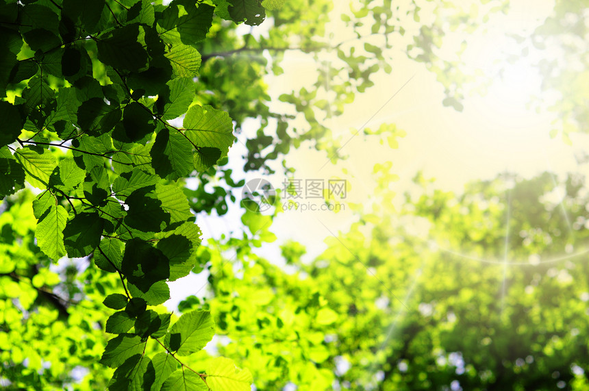 美丽的大自然分支机构生活太阳天空森林宏观背景晴天花园树叶图片