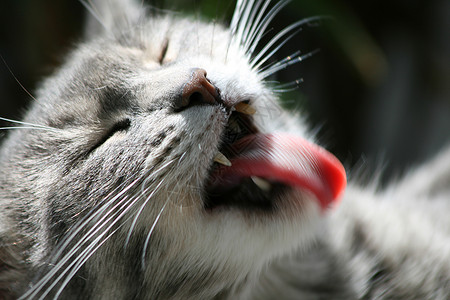 粉色舌头的猫舌头伸出的猫背景