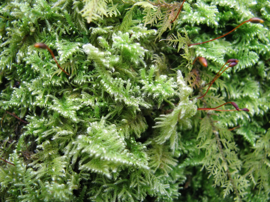 蚊子植物植物群植被绿色结构背景图片