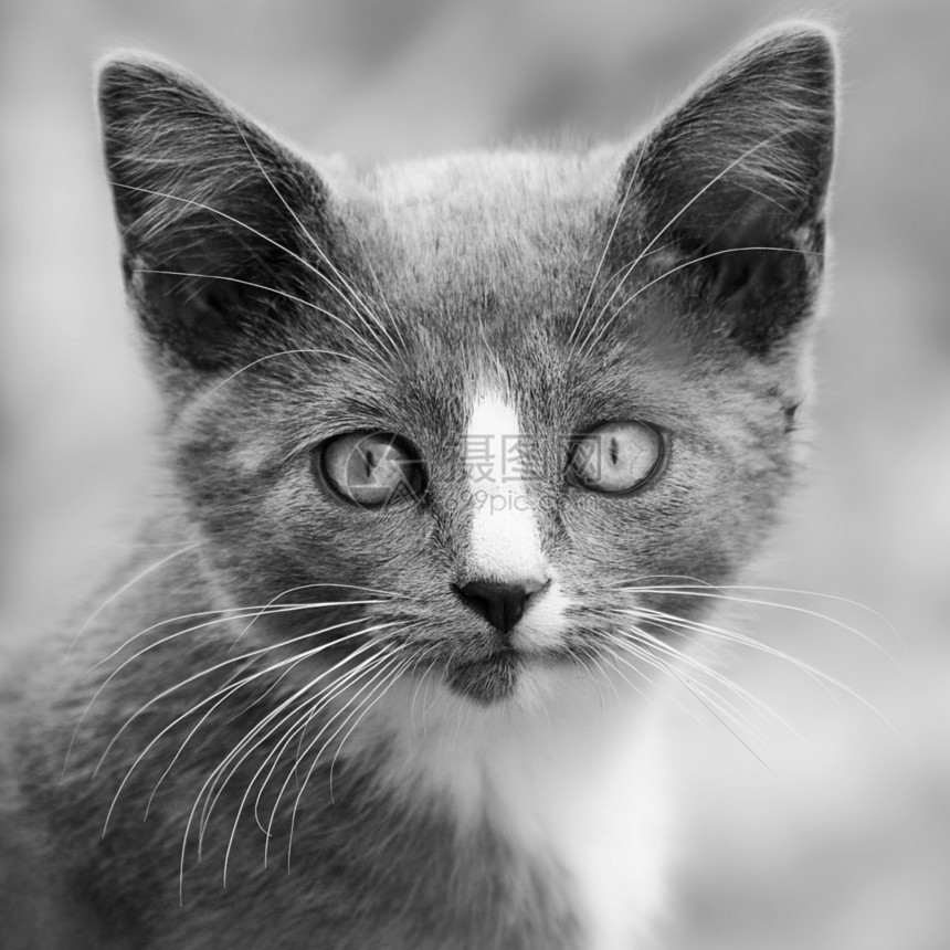 小猫咪胡须动物宠物眼睛黑色白色晶须猫科动物图片