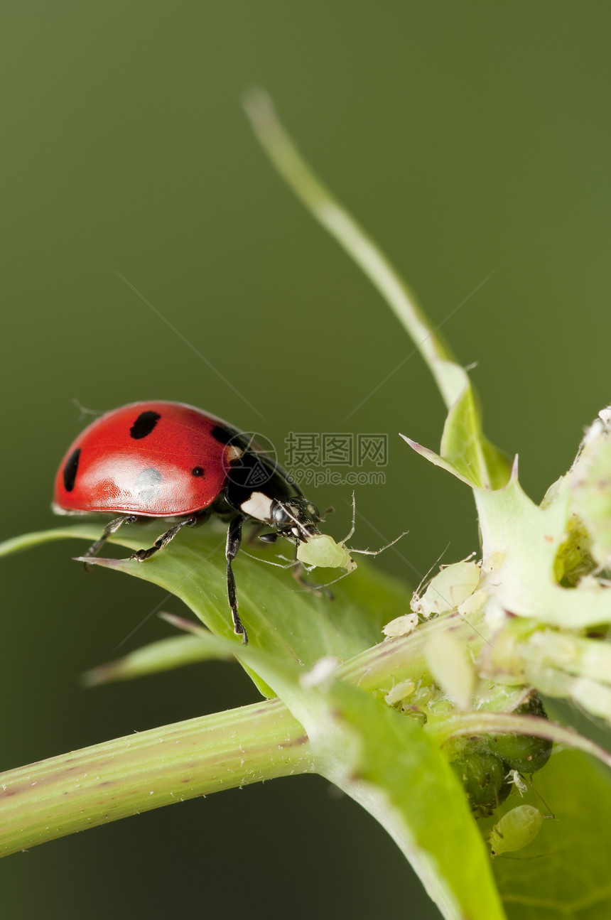 追逐虫子的Ladybug跳蚤植物寄生虫图片