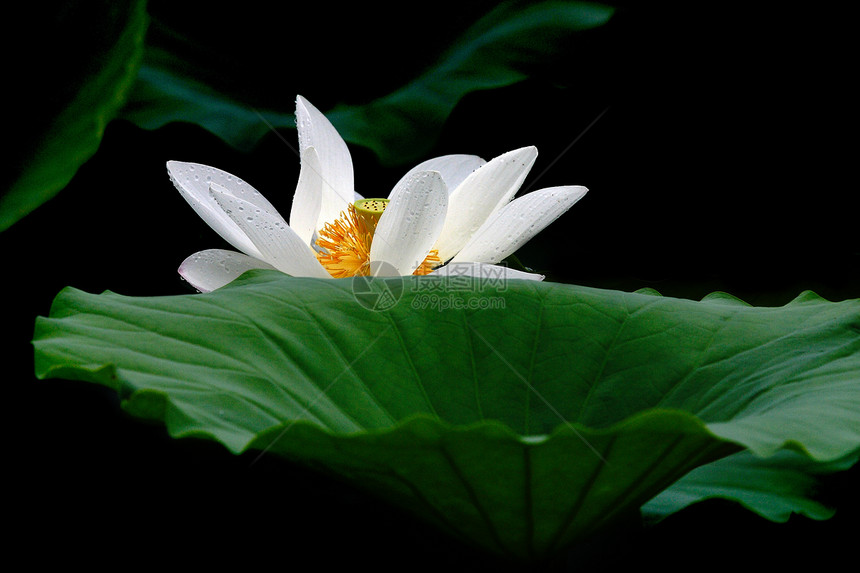 莲花绿色餐厅花园荷叶水生植物生长荷花池白色环境热带图片