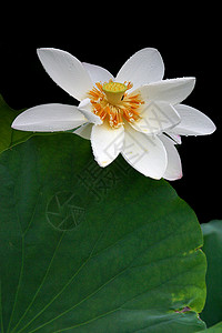 莲花生长花园荷花池水生植物白色荷叶餐厅热带环境绿色背景图片