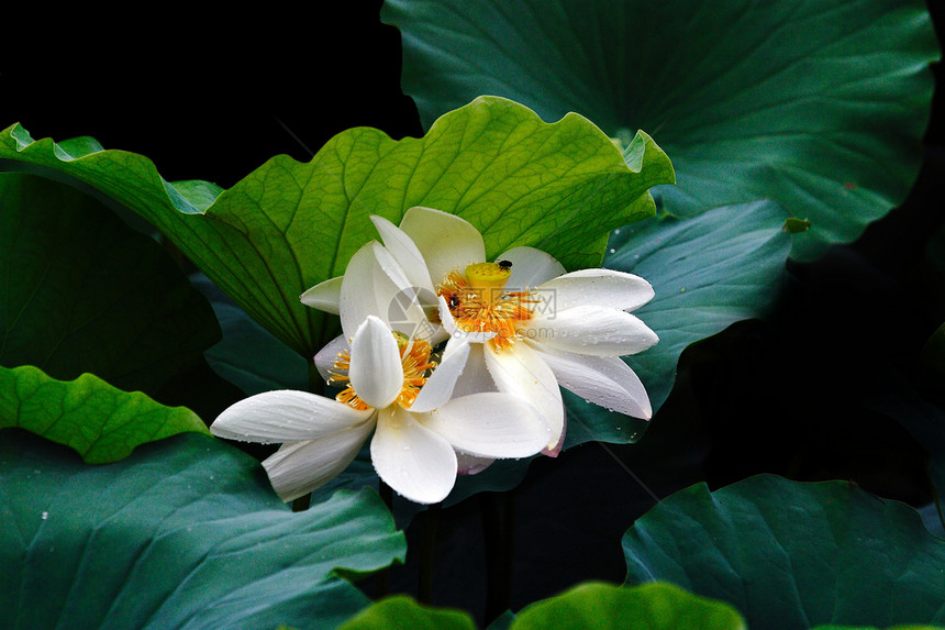 莲花生长环境绿色水生植物餐厅白色荷叶荷花池花园热带图片