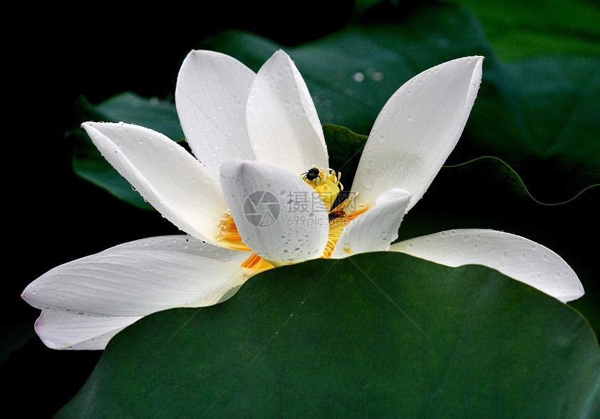 莲花花园白色餐厅水生植物环境荷叶绿色生长热带荷花池图片