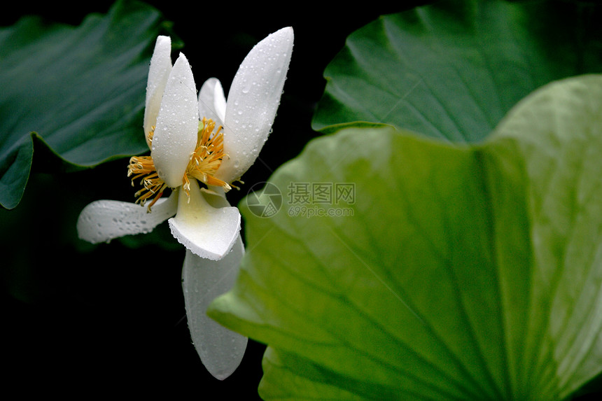 莲花环境白色花园水生植物荷花池热带餐厅绿色荷叶生长图片