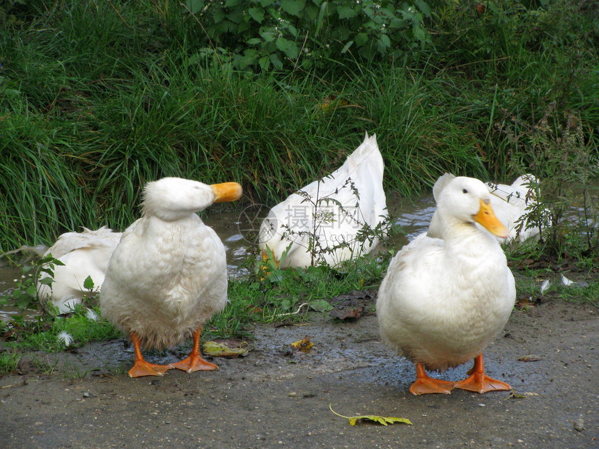鸭子农场生命村庄宠物白色鸟类生物经济体图片