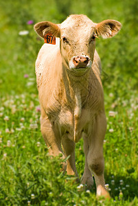 2头奶牛奶制品农业红色家畜农场场地牛肉绿色棕色高清图片