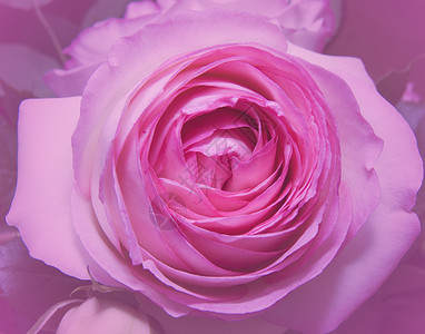 粉红玫瑰投标花瓣香味礼物明信片植物粉色辉光婚礼高清图片