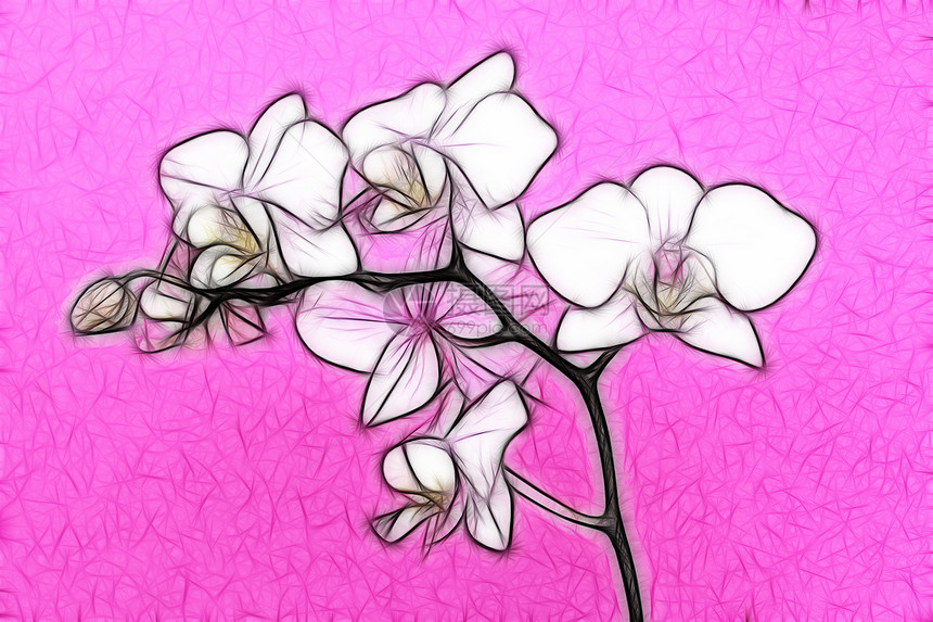 微度兰兰花情调紫色花束印象派植物群工作室花朵植物粉色兰花图片