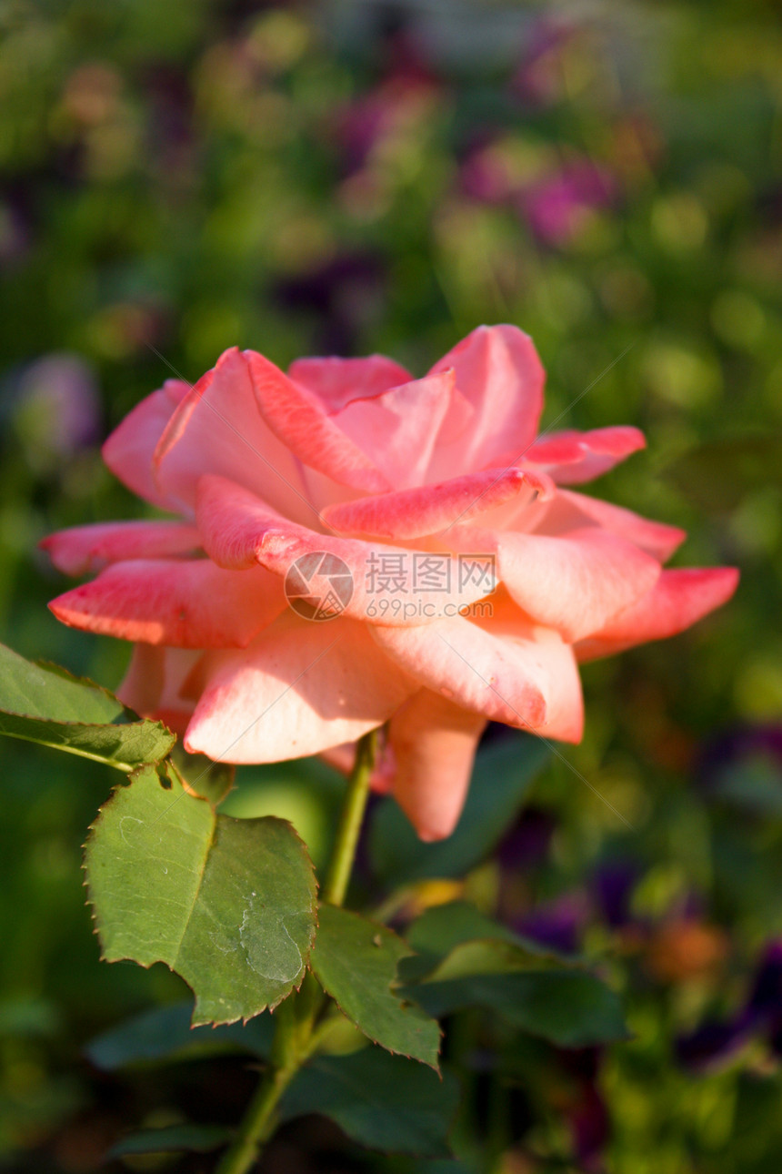 玫瑰植物粉色花瓣绿色图片