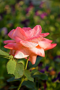玫瑰植物粉色花瓣绿色背景图片