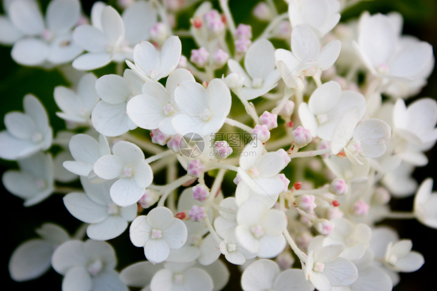 花朵粉色白色花瓣植物绿色图片