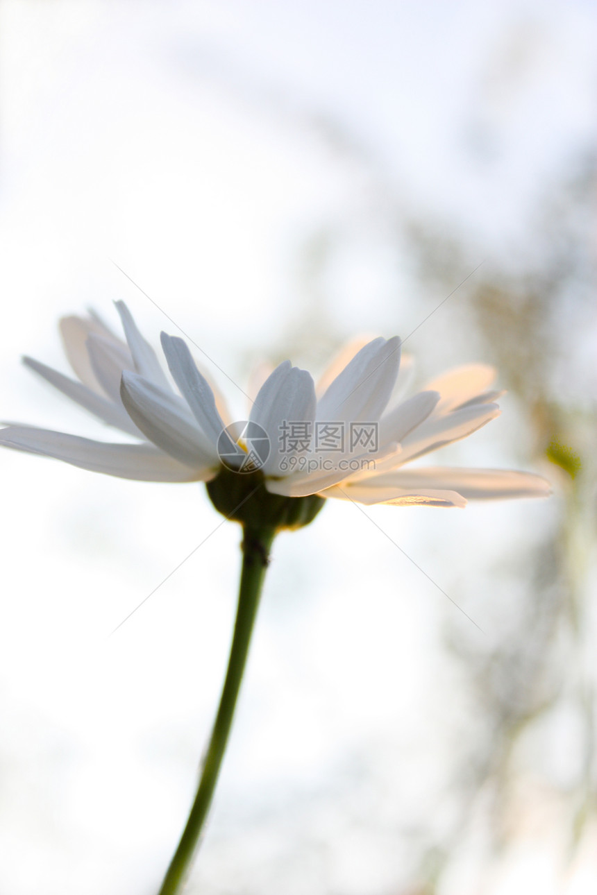 驴子花序花萼植物蓝色年度绿色花瓣天空白色图片